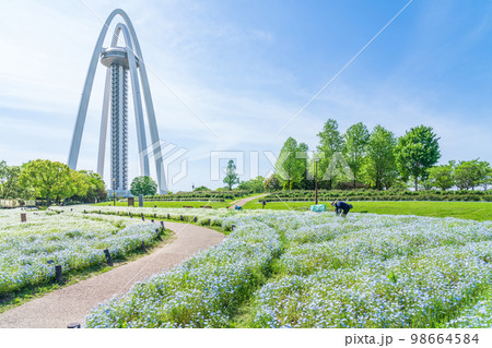 138タワーパーク、満開のネモフィラ〈愛知県一宮市〉 98664584