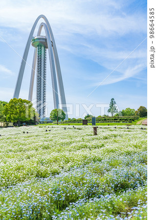 138タワーパーク、満開のネモフィラ〈愛知県一宮市〉 138タワーパーク、満開のネモフィラ〈愛知県一宮市〉 98664585