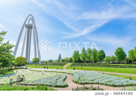 138タワーパーク、満開のネモフィラ〈愛知県一宮市〉 98664588