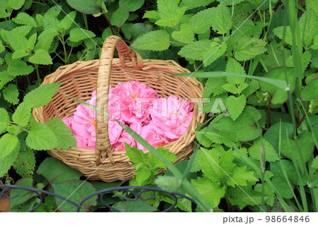 香り高い早朝にダマスクローズを収穫 98664846