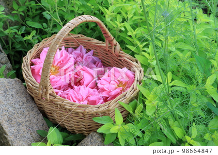 香り高い早朝にダマスクローズを収穫 98664847