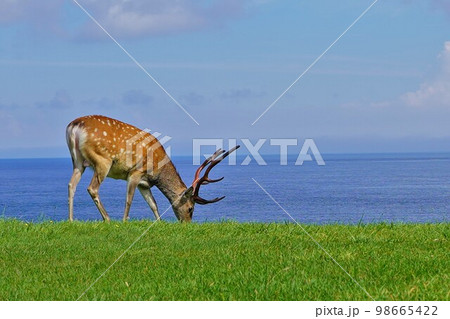 宗谷岬公園の野生の牡鹿 98665422