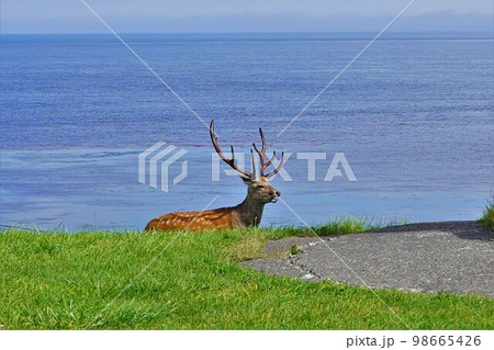 宗谷岬公園の野生の牡鹿 98665426