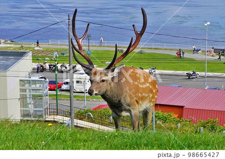 宗谷岬公園の野生の牡鹿 98665427
