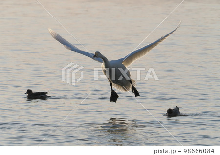 夕暮れの水面に降り立つハクチョウ(群馬県・多々良沼) 夕暮れの水面に降り立つハクチョウ(群馬県・多々良沼) 98666084