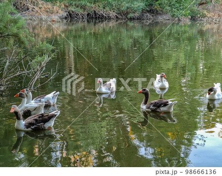 Swimming geese in the lake at Athalassa National Park, Cyprus 98666136