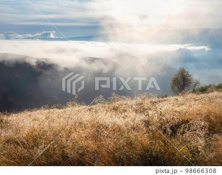 Bright autumn field of grass covered with dew on the grass in the rays of the morning sun. Impressive natural sunny landscape with sparkling dew in the sun. Bright autumn field of grass covered with dew on the grass in the rays of the morning sun. Impressive natural sunny landscape with sparkling dew in the sun. 98666308