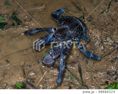 ヤシガニ 98666324