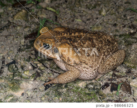 オオヒキガエル 98666325