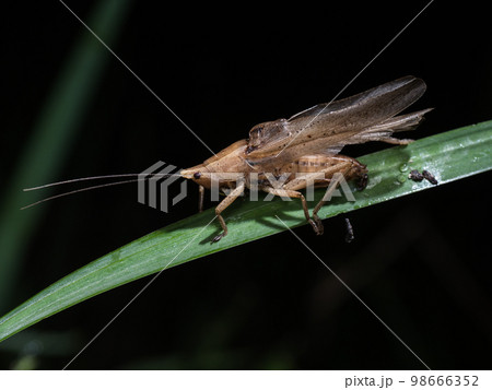 鳴いているシブイロカヤキリ（シブイロカヤキリモドキ） 98666352