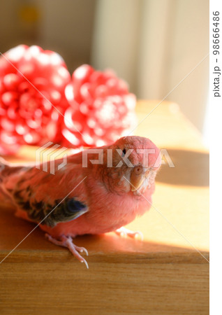 アキクサインコ アキクサインコ 98666486