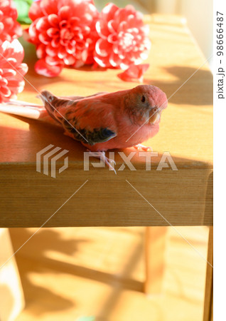 アキクサインコ アキクサインコ 98666487