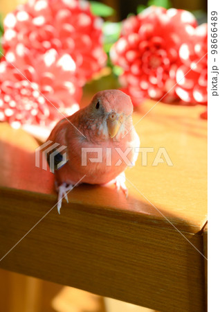 アキクサインコ 98666489