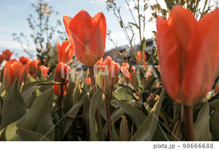 Tulip 98666688