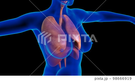 Female lungs and diaphragm anatomy for medical concept 3D rendering Female lungs and diaphragm anatomy for medical concept 3D rendering 98666919
