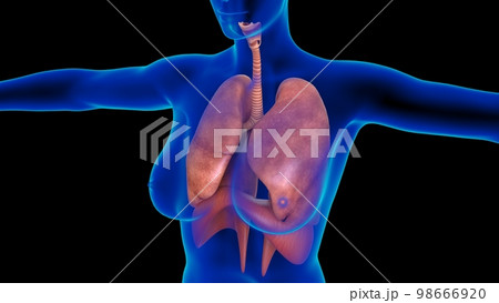 Female lungs and diaphragm anatomy for medical concept 3D rendering 98666920