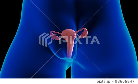 Female reproductive system anatomy uterus for medical concept 3D rendering 98666947