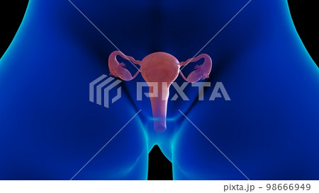 Female reproductive system anatomy uterus for medical concept 3D rendering 98666949