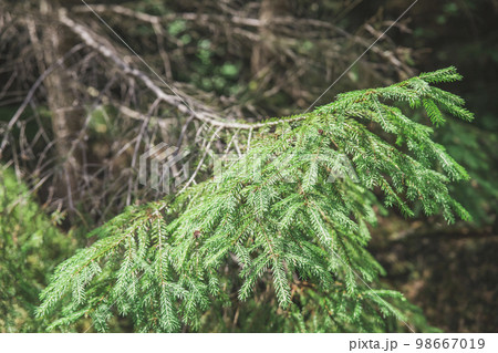 alive conifer branch on a dry lifeless tree 98667019