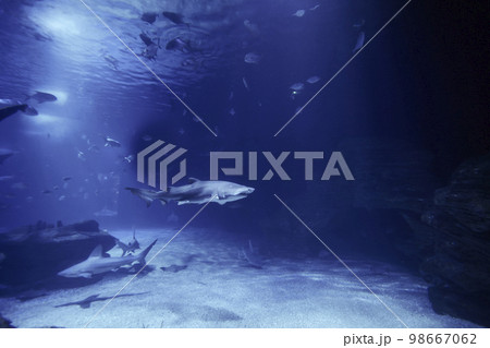Tiger shark in the ocean surrounded by fish 98667062
