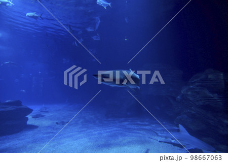 Tiger shark in the ocean surrounded by fish 98667063