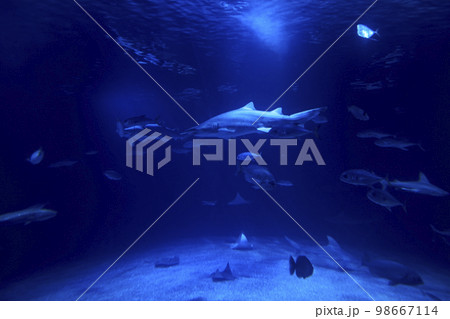 Tiger shark in the ocean surrounded by fish 98667114