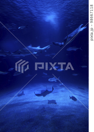 Tiger shark in the ocean surrounded by fish 98667118
