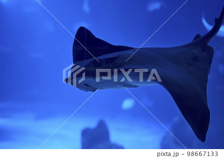 Bishop fish swimming lonely in the sea Bishop fish swimming lonely in the sea 98667133