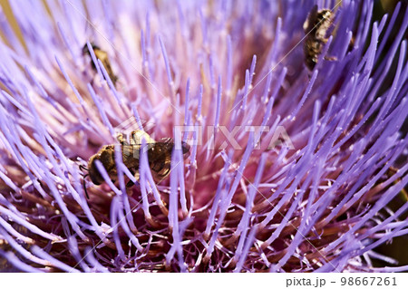Wasp on pink flower eating pollen Wasp on pink flower eating pollen 98667261