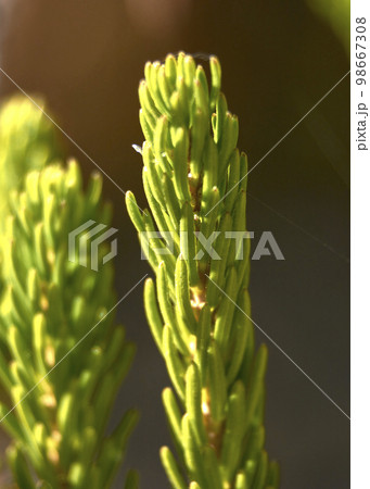 Plant with fine leaves on green background 98667308