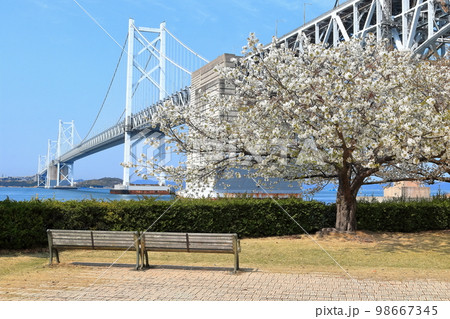 【香川県】さくら満開の瀬戸大橋記念公園から見た春の「瀬戸大橋」 98667345