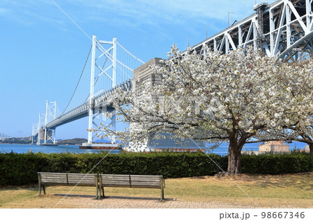 【香川県】さくら満開の瀬戸大橋記念公園から見た春の「瀬戸大橋」 98667346