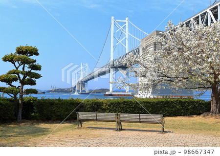 【香川県】さくら満開の瀬戸大橋記念公園から見た春の「瀬戸大橋」 98667347