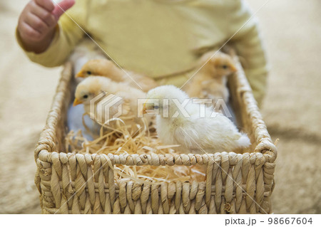four little chickens sitting with baby in wicker basket four little chickens sitting with baby in wicker basket 98667604