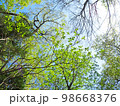 樹木と空 98668376