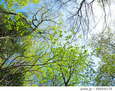 樹木と空 98668376