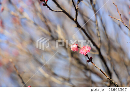 冬に咲く一分咲きの梅林「枝ボケ背景」 98668567