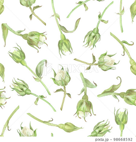 Seamless pattern of white roses buds. Watercolor botanical illustration. Isolated on a white background. Hand painting floral print in vintage style. For design of wrapping paper, wallpaper, fabrics Seamless pattern of white roses buds. Watercolor botanical illustration. Isolated on a white background. Hand painting floral print in vintage style. For design of wrapping paper, wallpaper, fabrics 98668592