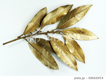 Golden laurel branch isolated on white background macro close up. Gold laurel leaves. Symbol of glory victory triumph peace, decor design element 98668954
