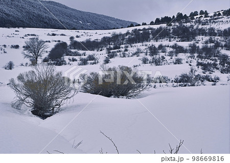 Snowy landscape with vegetation Snowy landscape with vegetation 98669816
