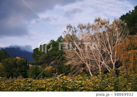 Landscape of trees in autumn, cloudy sky 98669932
