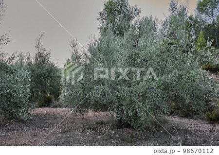 Olive groves full of olives for harvest 98670112