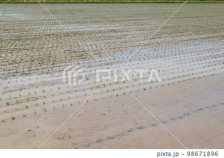 田植え直後の水田風景 98671896