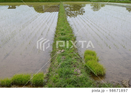 田植え直後の水田風景 98671897