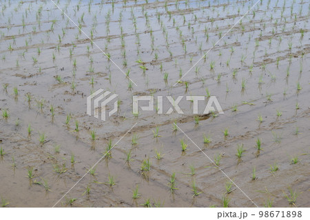 田植え直後の水田風景 田植え直後の水田風景 98671898