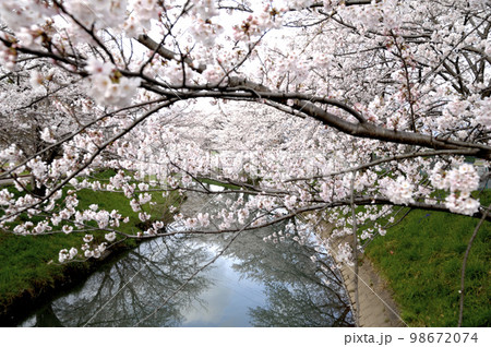 近所で見た桜 近所で見た桜 98672074
