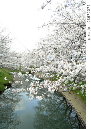 近所で見た桜 98672075