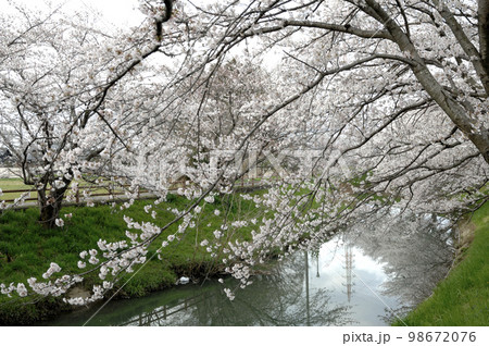 近所で見た桜 近所で見た桜 98672076