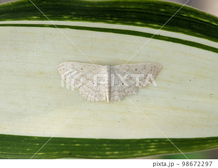 The cream wave is a moth of the family Geometridae. The species was first described by Adrian Hardy Haworth in 1809. It is found in forest and woodland regions, feeding on grasses and small plants 98672297