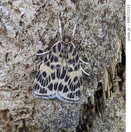 Eucereon on a tree. Eucereon is a genus of tiger moths in the family Erebidae. The genus was erected by Jacob Hübner 98672333